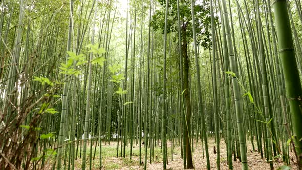 Green bamboo forest road 