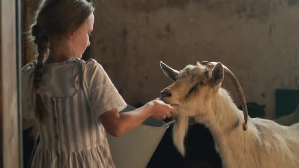 Girl Feeding Goat in Barn