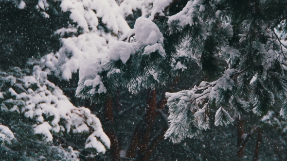 Snow Falling in Winter Pine Forest with Snowy Christmas Trees