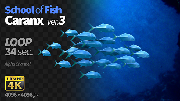 School of Fish Caranx-3
