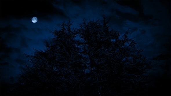 Scary Trees Under Moon On Stormy Night