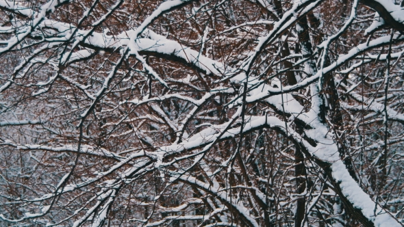 Snowy Winter Forest