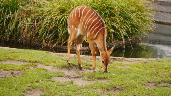 Nyala Antelope Outdoors
