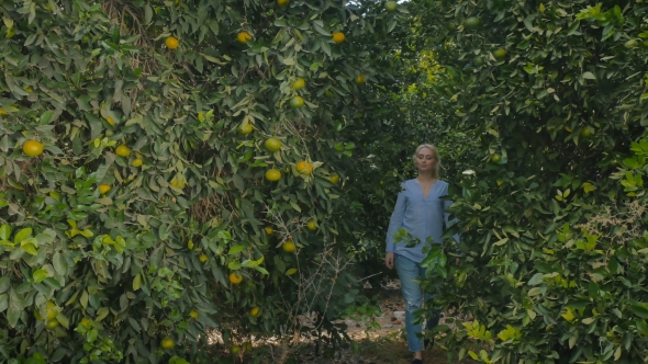 Cute Young Woman Walking Among the Orange Trees on a Plantation