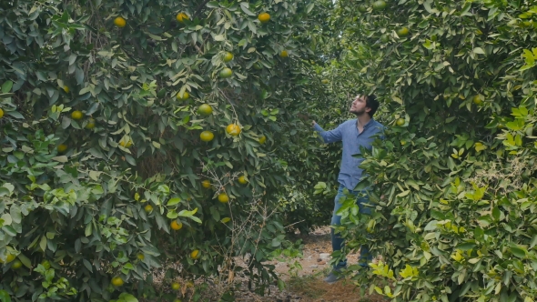 Attractive Man Walking Among the Green Citrus Trees on the Plantation