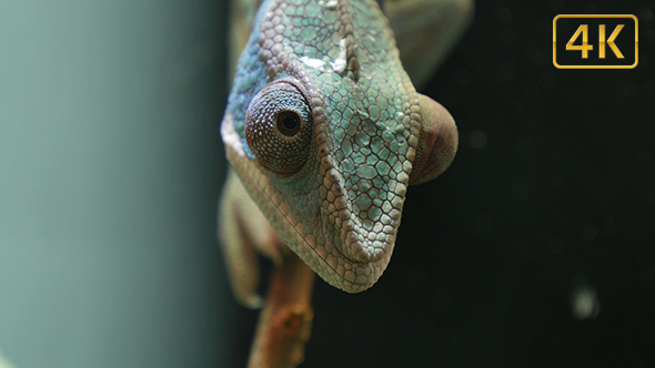 Chameleon Camouflage Reptile Moving Eyes on a Branch