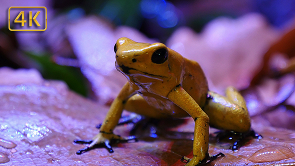 Golden Poison Terribilis Dart Frog