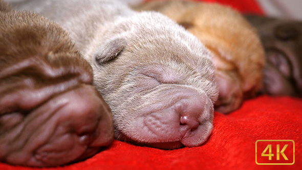 Newborn Shar Pei Pups Sleeping