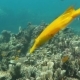Trumpetfish Aulostomus Chinensis Swimming Underwater in the Bali Sea - VideoHive Item for Sale