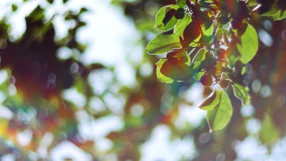 Nature background.Sun Shines Through the Blowing on Wind Tree Green Leaves