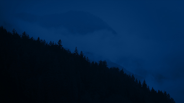 Misty Wilderness Forest At Night