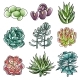 Isolated Colored Succulents - GraphicRiver Item for Sale