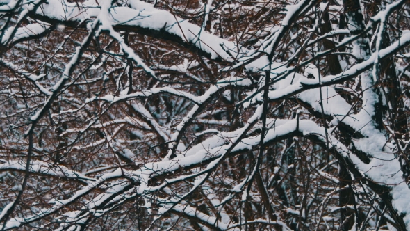 Snowy Winter Forest