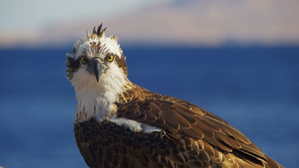 Marine Bird of Prey Osprey Sits on the Mast of the Ship's Bow Against Background of Red Sea