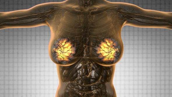 Human Body with Visible Glow Mammary Gland alt