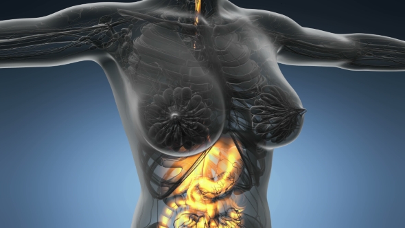 Human Body with Visible Digestive System alt