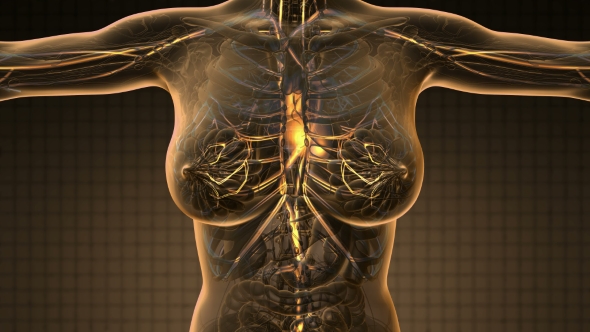 Human Body with Glow Blood Vessels alt