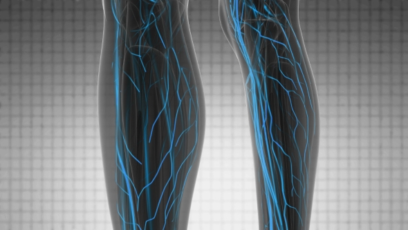 Human Body with Glow Blood Vessels alt