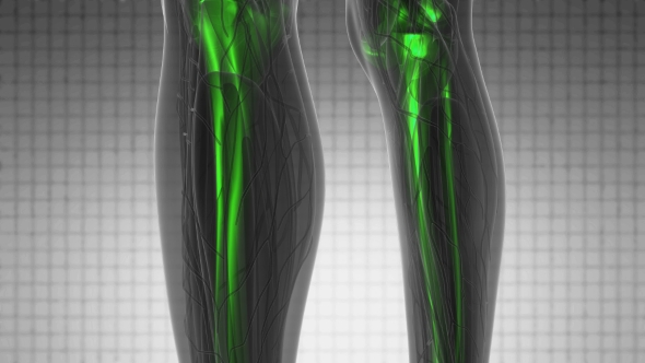 Human Body with Visible Skeletal Bones