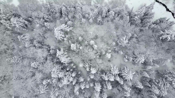 Top Down Aerial View of Snowy Trees Crossing a Stream