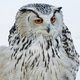Eagle Owl