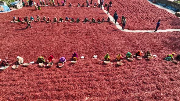 Aerial view of few people working in farm, Sariakandi, Rajshahi, Bangladesh..