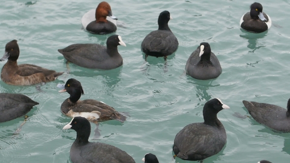 Eurasian Coot Fulica Atra Swimming in Black Sea