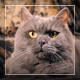Scottish Domestic Cat - VideoHive Item for Sale