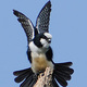 Laughing Falcon