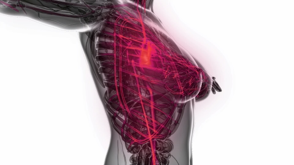 Human Body with Glow Blood Vessels alt