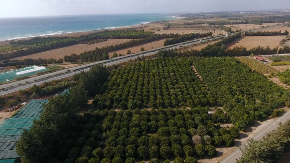 Landcape of Orange Plantation, Ocean and Two Roads