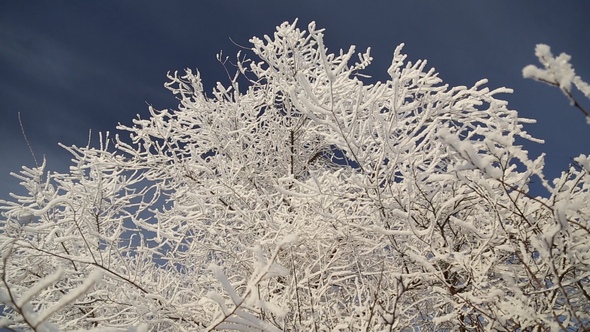Beautiful Snowy Trees alt
