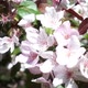 Apple Tree Flowering - VideoHive Item for Sale