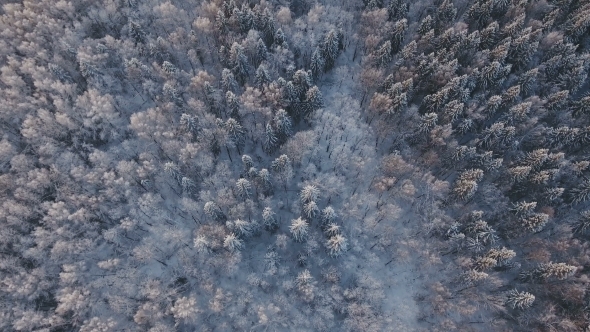 Winter Landscape with Forest.