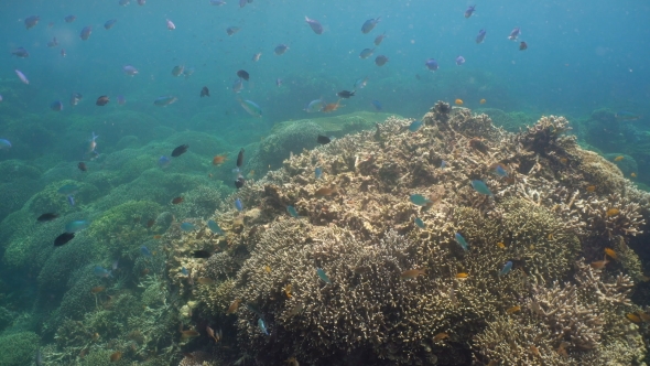 Coral Reef and Tropical fish.Philippines