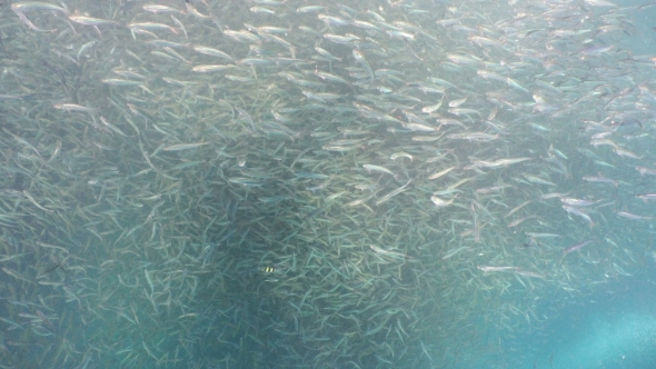 Sardines on Blue Water.