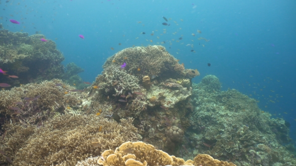 Coral Reef and Tropical fish.Philippines