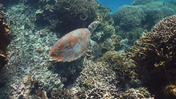 Sea Turtle Under Water.