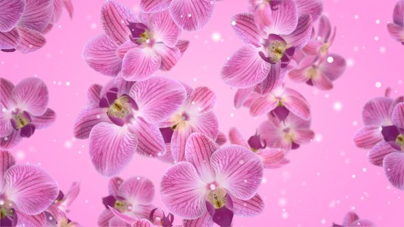 Flowers Falling Orchid