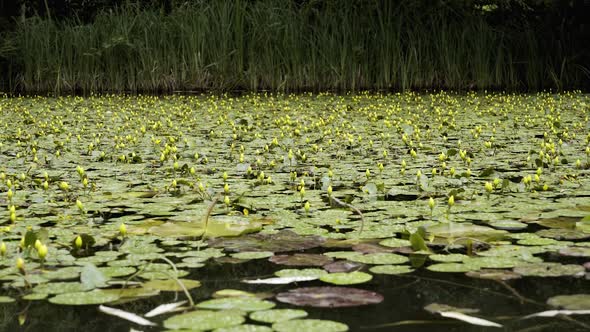 Very beautiful pond with unblown yellow lilies