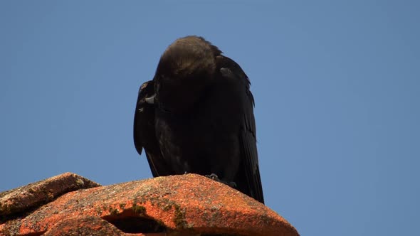 Large-billed Crow (Corvus Macrorhynchos) Perched On Mossy Ceramic Roof While Preening Itself. - Clos