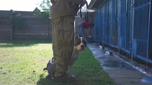 American Staffordshire Terrier Entering Dog House with Unrecognizable Male Trainer and Blurred Man