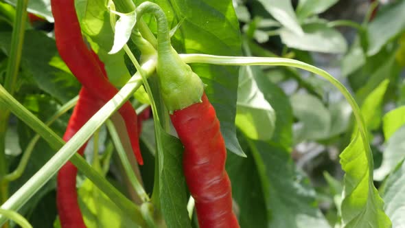Cultivation of red hot peppers close-up 4K 2160p 30fps slow tilt UltraHD footage - Hot specie capsic