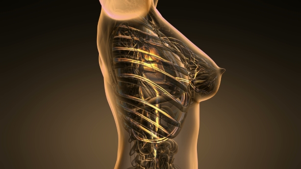 Human Body with Glow Blood Vessels alt