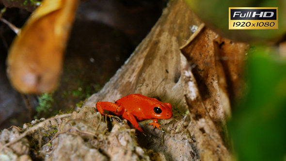 Strawberry Poison Dart Frog Dendrobates Pumilio