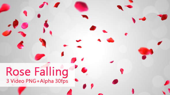 Rose Falling
