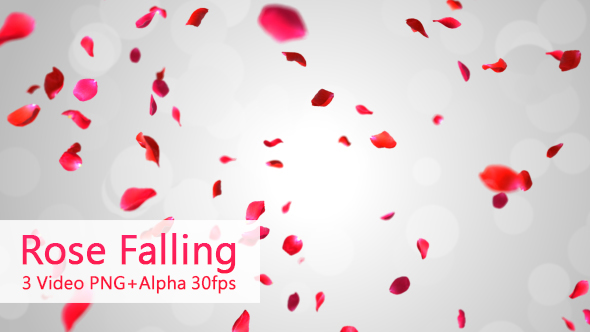 Rose Falling alt