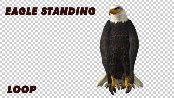 Eagle Standing