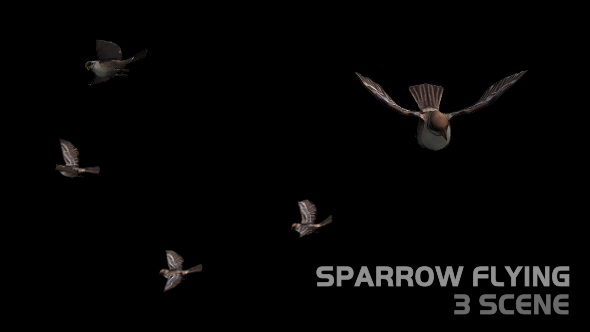 Sparrow Flying - 3 Scene alt
