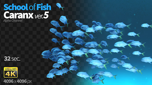 School of Fish Caranx-5 alt